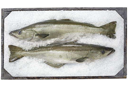 importation de poisson en suisse 