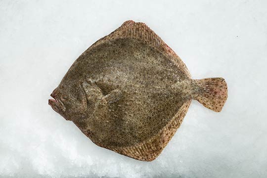 importateur de turbot suisse 